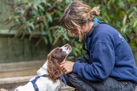 battersea windsor dogs|Battersea Dogs & Cats Home .